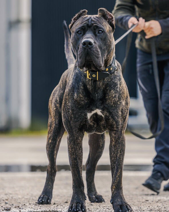 Bestia CUSTOM Collar - Make Your Own!