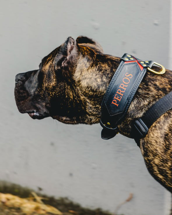 Bestia CUSTOM Collar - Make Your Own!