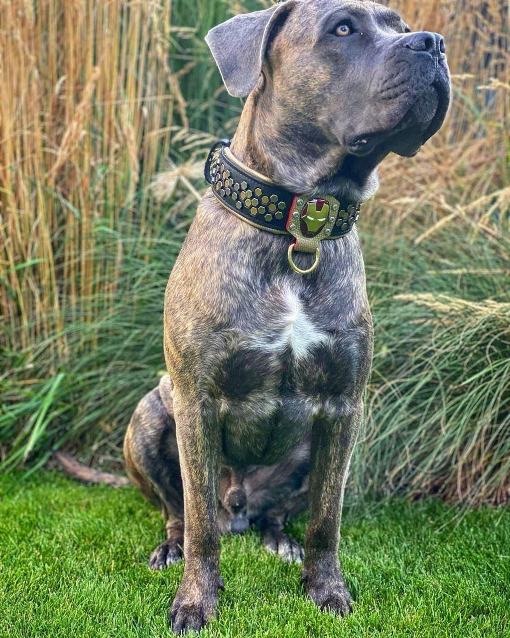 Irondog Collar